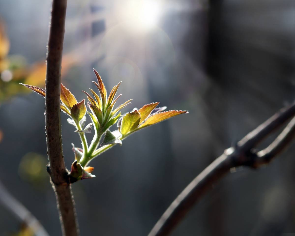 Close-up of sprouting branch on shrub