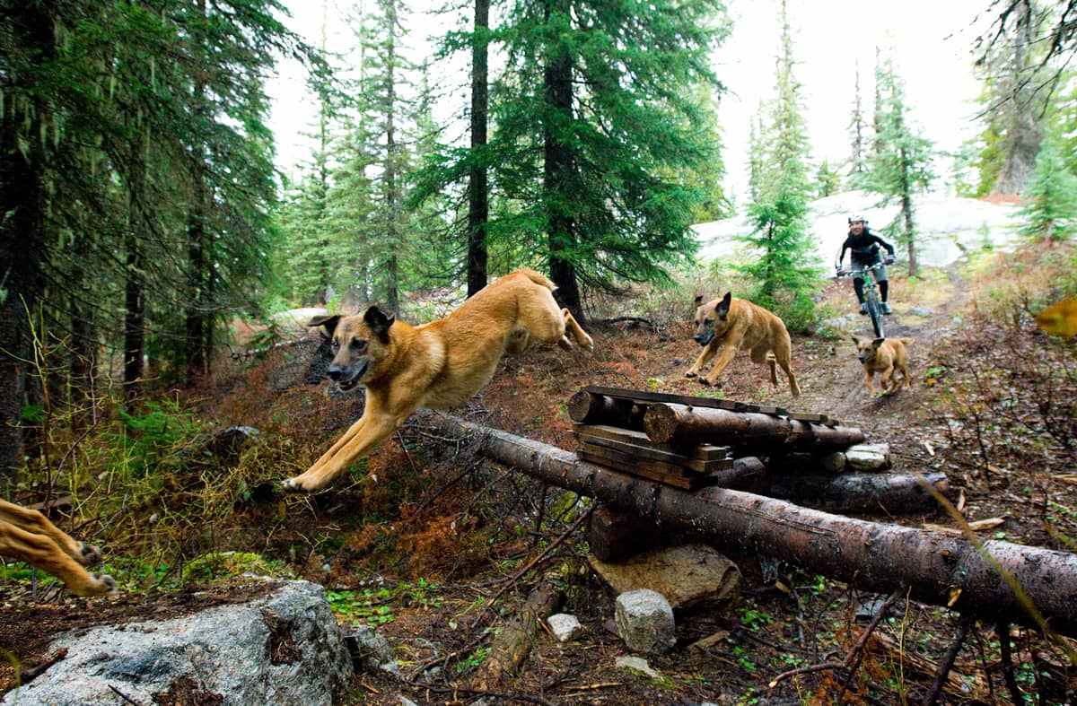 Three dogs with owner in the forest